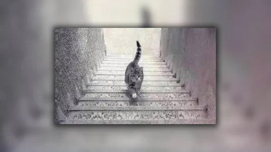 The Illusionist