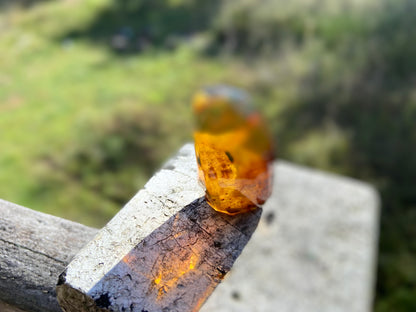 Polished Honey Amber (full of Bugs)