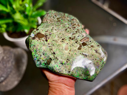 Stunning Gigantic Australian Andamooka Treated Opal Slab