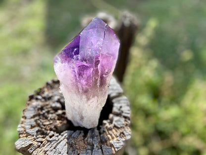 Dragon Tooth Amethyst and Ametrine Quartz Phantom Natural Point