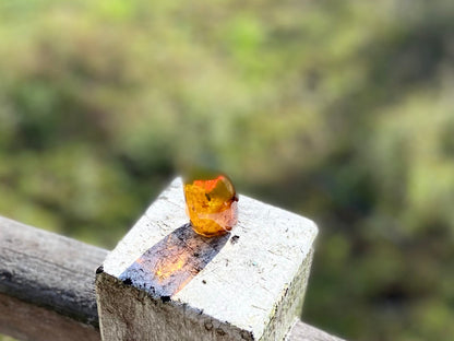 Polished Honey Amber (full of Bugs)