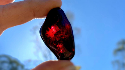 Baltic Red Fire Amber with Bugs